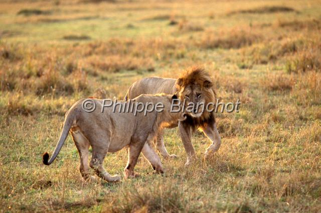 kenya 36.JPG - Lionne et lionPanthera leoRéserve de Masai MaraMasai Mara National ReserveKenya